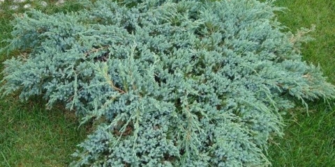 Kleka ljuskava: opis, najbolje sorte, sadnja i njega